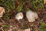 Tricholoma pardinum image