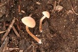 Tubaria conspersa image
