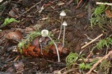 Mycena amicta image