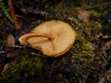 Pholiota peleae image