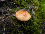 Pholiota peleae image