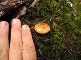 Pholiota peleae image