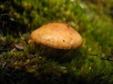 Pholiota peleae image