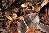 Mycena amicta image