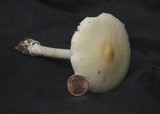Amanita albocreata image
