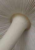 Amanita albocreata image
