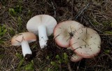 Russula bicolor image