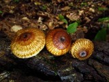 Crinipellis zonata image