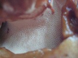 Paragyrodon sphaerosporus image