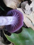 Laccaria amethystina image
