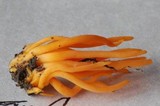 Clavulinopsis aurantiocinnabarina image