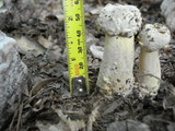 Hypomyces hyalinus image