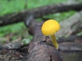 Cyptotrama chrysopepla image