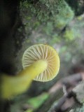 Cyptotrama chrysopepla image