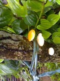 Oudemansiella canarii image