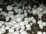 Agaricus bisporus image