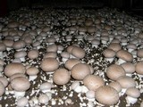 Agaricus bisporus image