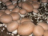 Agaricus bisporus image