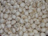 Agaricus bisporus image