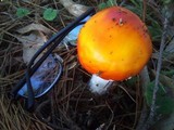 Amanita muscaria var. muscaria image