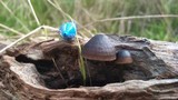 Mycena nargan image