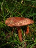 Boletus fraternus image