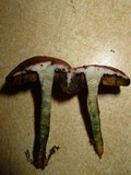 Boletus fraternus image
