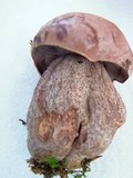 Sutorius eximius image