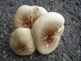 Tricholoma saponaceum image
