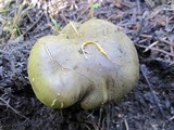 Phylloporus arenicola image