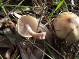 Gymnopus menehune image