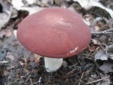 Xanthoconium purpureum image