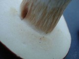 Xanthoconium purpureum image