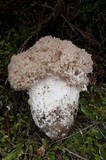 Ramaria rubripermanens image
