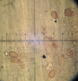 Conocybe tenera image