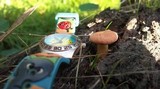 Gymnopilus allantopus image