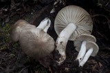 Megacollybia fallax image