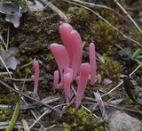 Clavaria rosea image