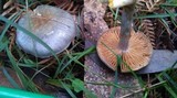Cortinarius rotundisporus image