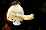 Hygrophorus sordidus image
