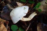 Hygrophorus sordidus image