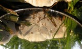 Abortiporus biennis image