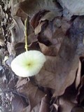 Leucocoprinus fragilissimus image