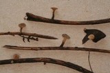 Cudoniella clavus image