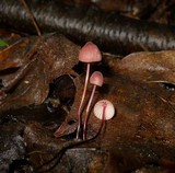 Marasmius pulcherripes image