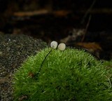 Marasmius capillaris image