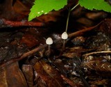 Marasmius capillaris image