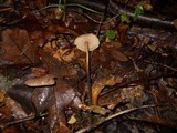 Gymnopus subnudus image