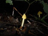 Inocephalus murrayi image