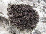 Collema polycarpon image
